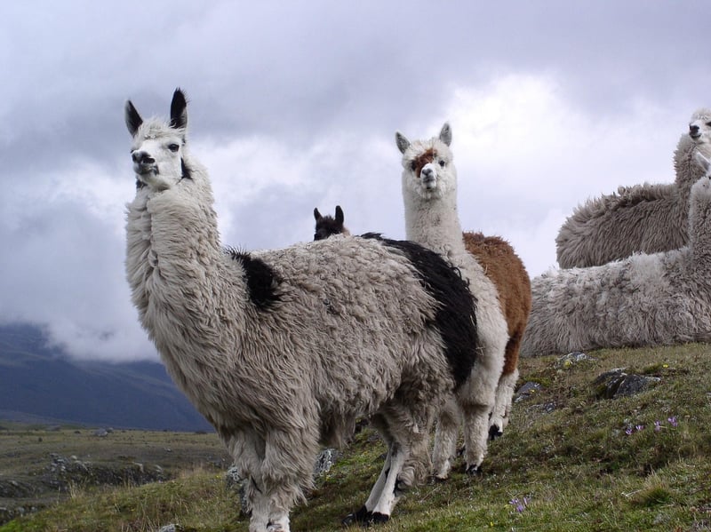Hiking the Inca Trail to Machu Picchu