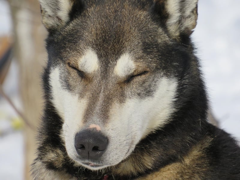 Dog Sledding in Lapland