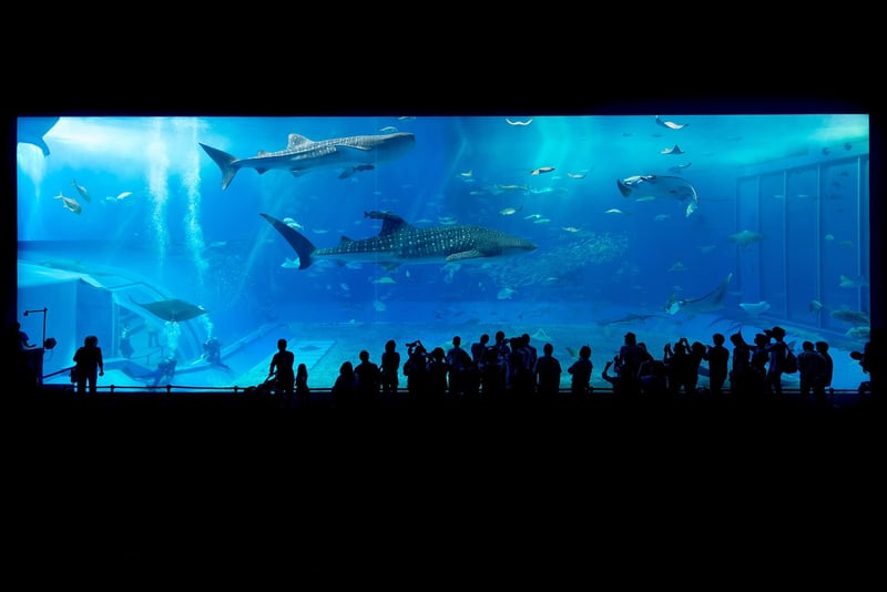 Swimming with Whale Sharks in the Maldives